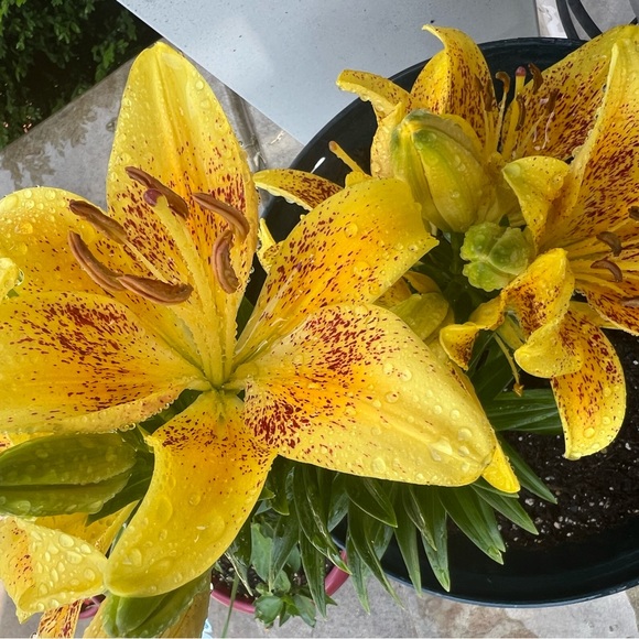 🌸 🌺 - Picture 13 of 16